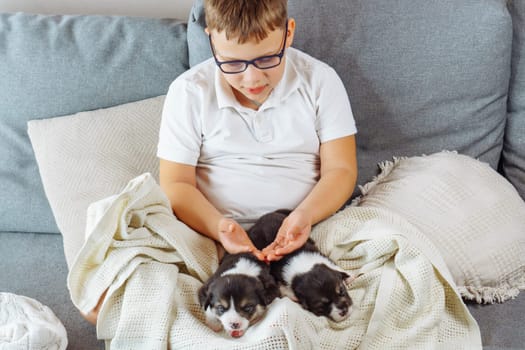Little adorable Welsh corgi puppies are lying on blanket on lap of teenage boy, he gently touches them with his palms. Happy childhood. Caring for and caring for pets. Love and friendship. Top view