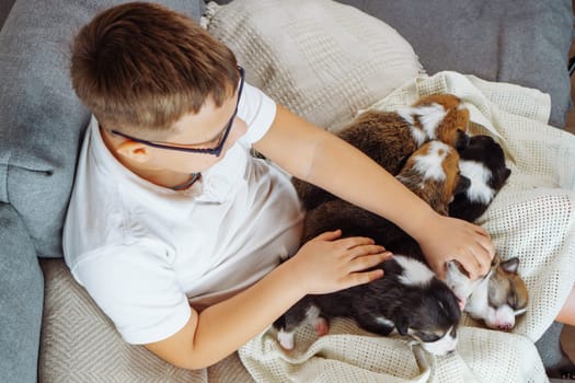 Top view. Boy in white T-shirt is sitting on sofa, Welsh corgi puppies are lying on his lap on light blanket, he gently strokes them. Happy childhood. Caring for and caring for pets. Friendship.
