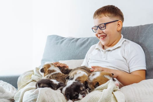 Teenage boy in white T-shirt is sitting at home on couch against white wall and smiling at Welsh corgi puppy lying on his knees. Happy childhood. Caring for and caring for pets. Love and friendship.