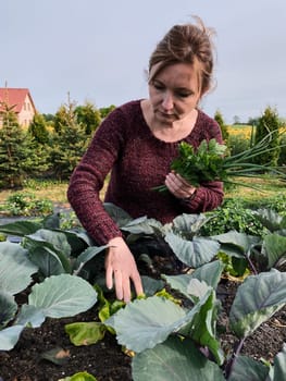 Woman picking the vegetables, working in a home garden in the backyard. Candid people, real moments, authentic situations