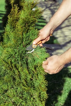 Hands of man who cuts thuja branches with a pruner in garden in sunlight. Vertical