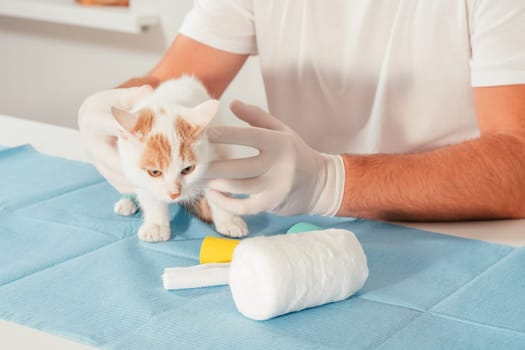 Hands of male veterinarian in gloves hold white and ginger kitten on table for medical examination