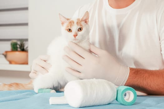 Hands of male veterinarian in gloves hold white and ginger kitten on table for medical examination