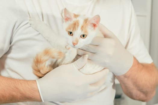 Male veterinarian in gloves and T-shirt holds white and ginger kitten in his arms for medical examination