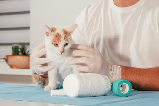 Hands of male veterinarian in gloves hold white and ginger kitten on table for medical examination