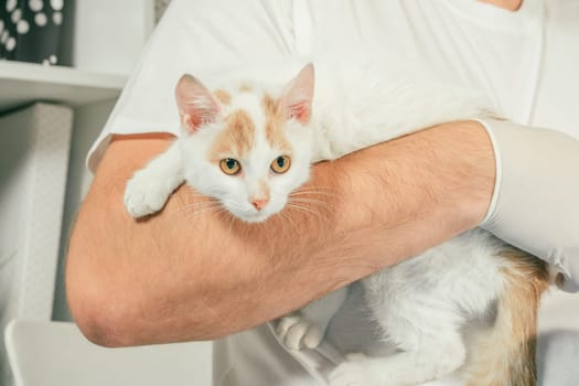 Male veterinarian in gloves and T-shirt holds white and ginger kitten in his arms for medical examination