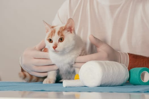 Hands of male veterinarian in gloves hold white and ginger kitten on table for medical examination