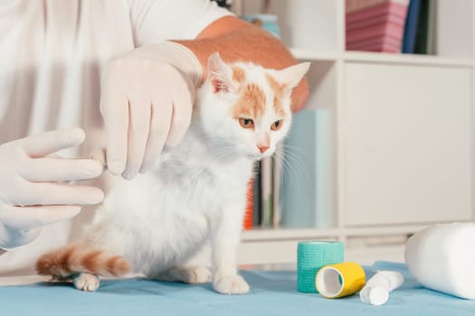 Hands of male veterinarian in gloves hold white and ginger kitten on table for medical examination