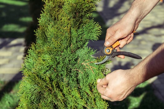 Hands of man who cuts thuja branches with a pruner in garden in sunlight