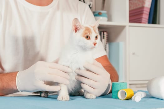 Hands of male veterinarian in gloves hold white and ginger kitten on table for medical examination