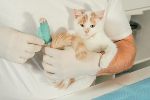 Hands of male veterinarian in gloves hold white and ginger kitten in his arms and bandaging injured paw with green self-fixing bandage