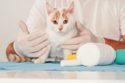 Hands of male veterinarian in gloves hold white and ginger kitten on table for medical examination