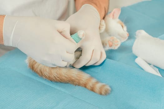 Hands of male veterinarian in gloves hold white and ginger kitten on table for medical examination and bandaging injured paw with green self-fixing bandage