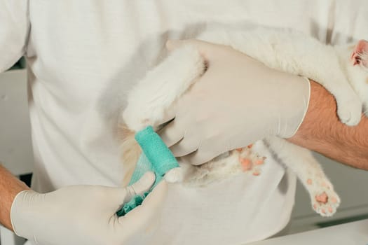 Hands of male veterinarian in gloves hold white and ginger kitten in his arms and bandaging injured paw with green self-fixing bandage