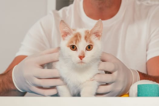 Hands of male veterinarian in gloves hold white and ginger kitten on table for medical examination