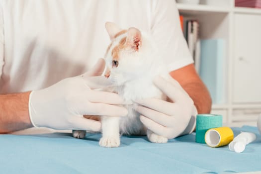 Hands of male veterinarian in gloves hold white and ginger kitten on table for medical examination