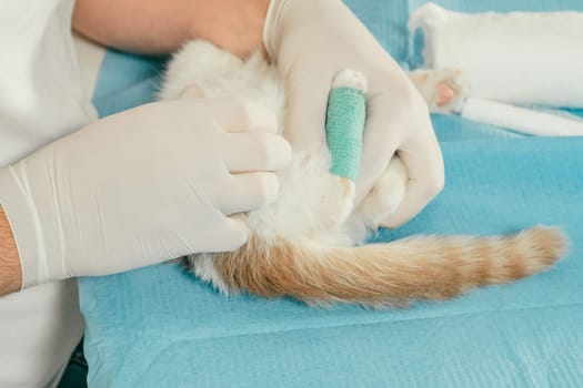 Hands of male veterinarian in gloves hold white and ginger kitten on table for medical examination and bandaging injured paw with green self-fixing bandage