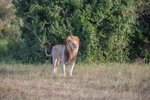 lion close up against green grass background in the savannah