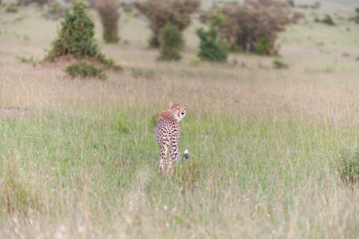 a cheetah on a background of savanna