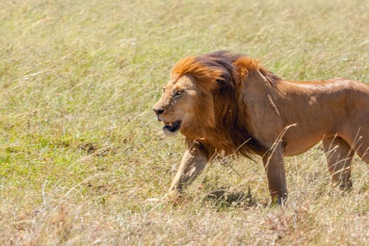 lion close up against grass background in the savannah