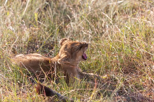 A lion cub on the plains of the Kenya, green grass in the background