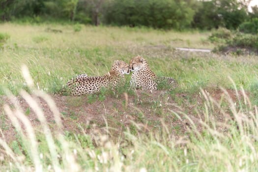 portrait of a  two cheetahs on a background of savanna