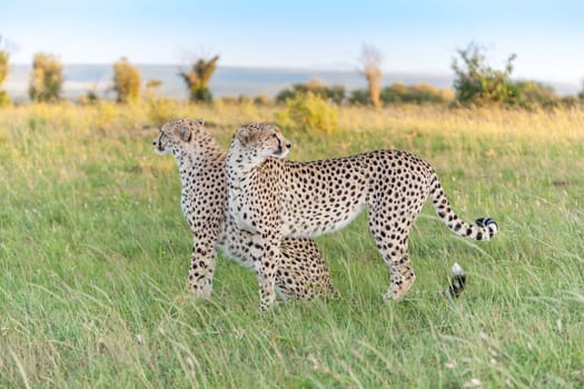 Close-up portrait of a  two cheetahs on a background of savanna