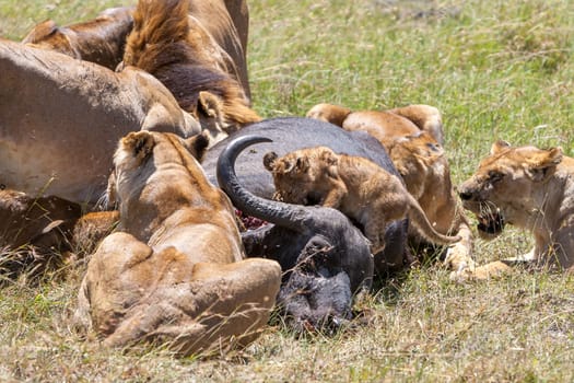 Lions Feeding - lions eats the prey against the backdrop of the savannah, Kenya, Africa