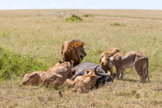 Lions Feeding - lions eats the prey against the backdrop of the savannah, Kenya, Africa