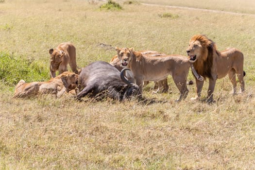 Lions Feeding - lions eats the prey against the backdrop of the savannah, Kenya, Africa