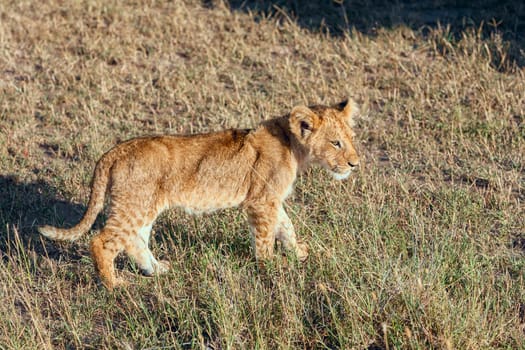 A lion cub on the plains of the Kenya, green grass in the background