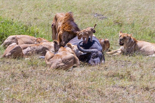 Lions Feeding - lions eats the prey against the backdrop of the savannah, Kenya, Africa