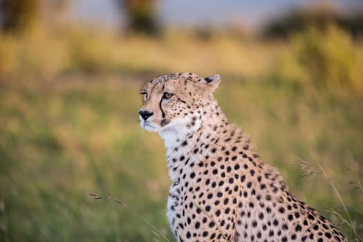 Close-up portrait of a cheetah on a background of savanna