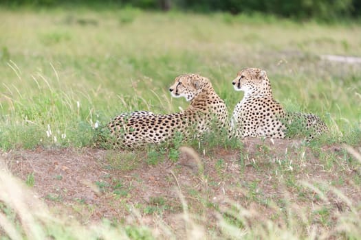 portrait of a  two cheetahs on a background of savanna