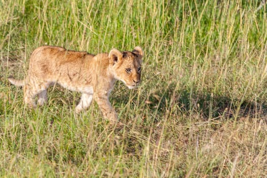 A lion cub on the plains of the Kenya, green grass in the background