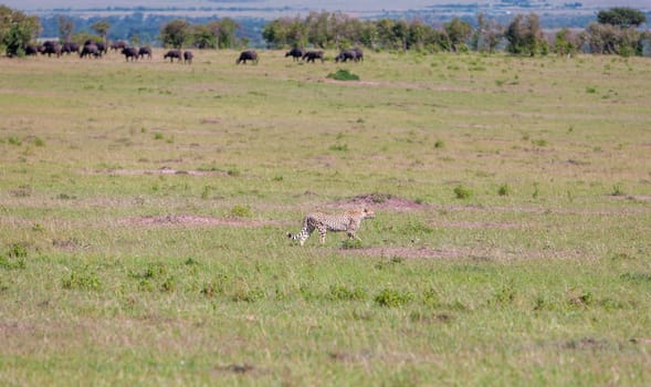 portrait of a cheetah on a background of savanna