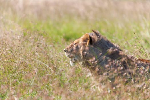 Young lioness on savanna grass background.  Safari in Kenya,  Africa