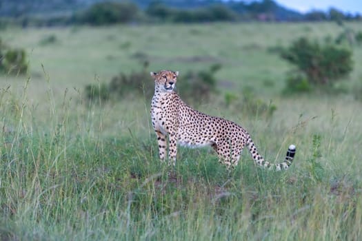 portrait of a cheetah on a background of savanna