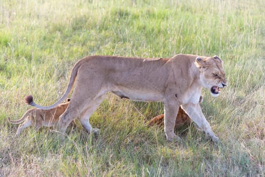 A lion cub on the plains of the Kenya, green grass in the background. mother with her babys
