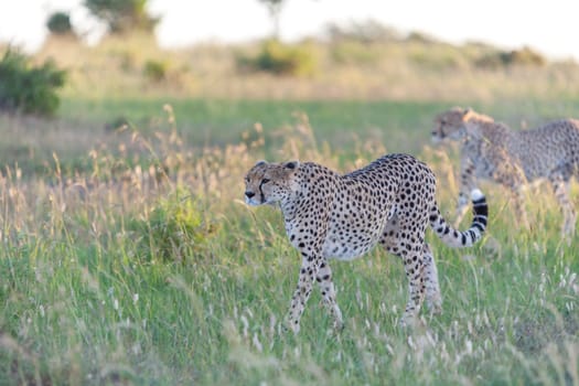 Close-up portrait of a cheetah on a background of savanna