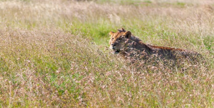 Young lioness on savanna grass background.  Safari in Kenya,  Africa