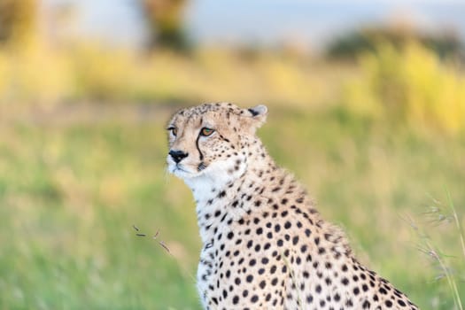 Close-up portrait of a cheetah on a background of savanna