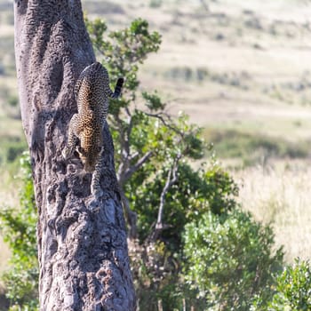 Africa,  the one leopard in big tree