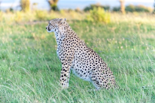 Close-up portrait of a cheetah on a background of savanna