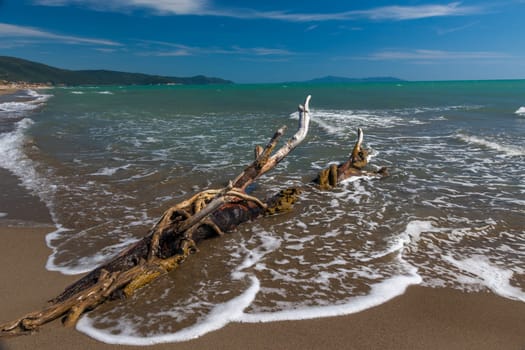 snag in the sand on a background of blue water of the sea