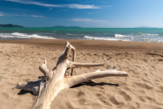 snag in the sand on a background of blue water of the sea