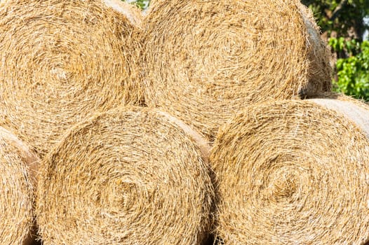 Bales of straw stacked to dry in the sun