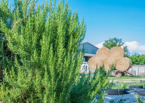 Large green Rosemary fragrant shrubs in southern Italy