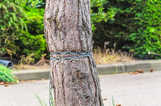 Injured tree bark. Ingrown iron chain in a tree bark.