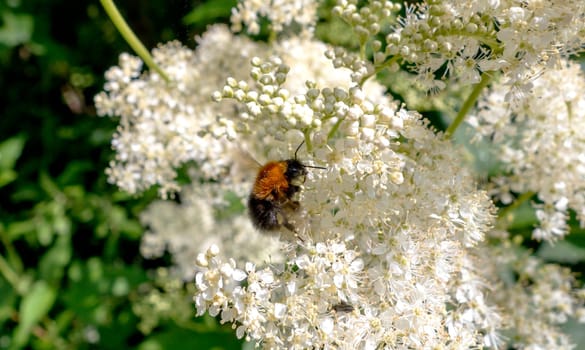 A bumblebee in a white flower